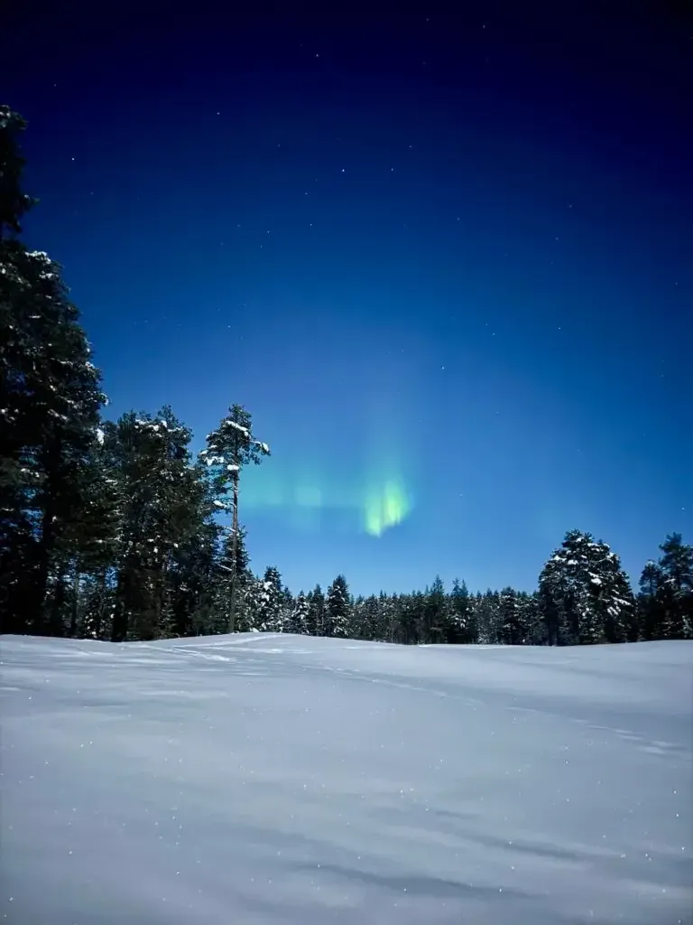 Grün leuchtende Polarlichter über einem verschneiten Feld und dunklen Tannen