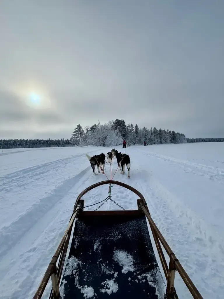 Blick vom Hundeschlitten auf das vorausziehende Husky-Gespann in weißer Landschaft