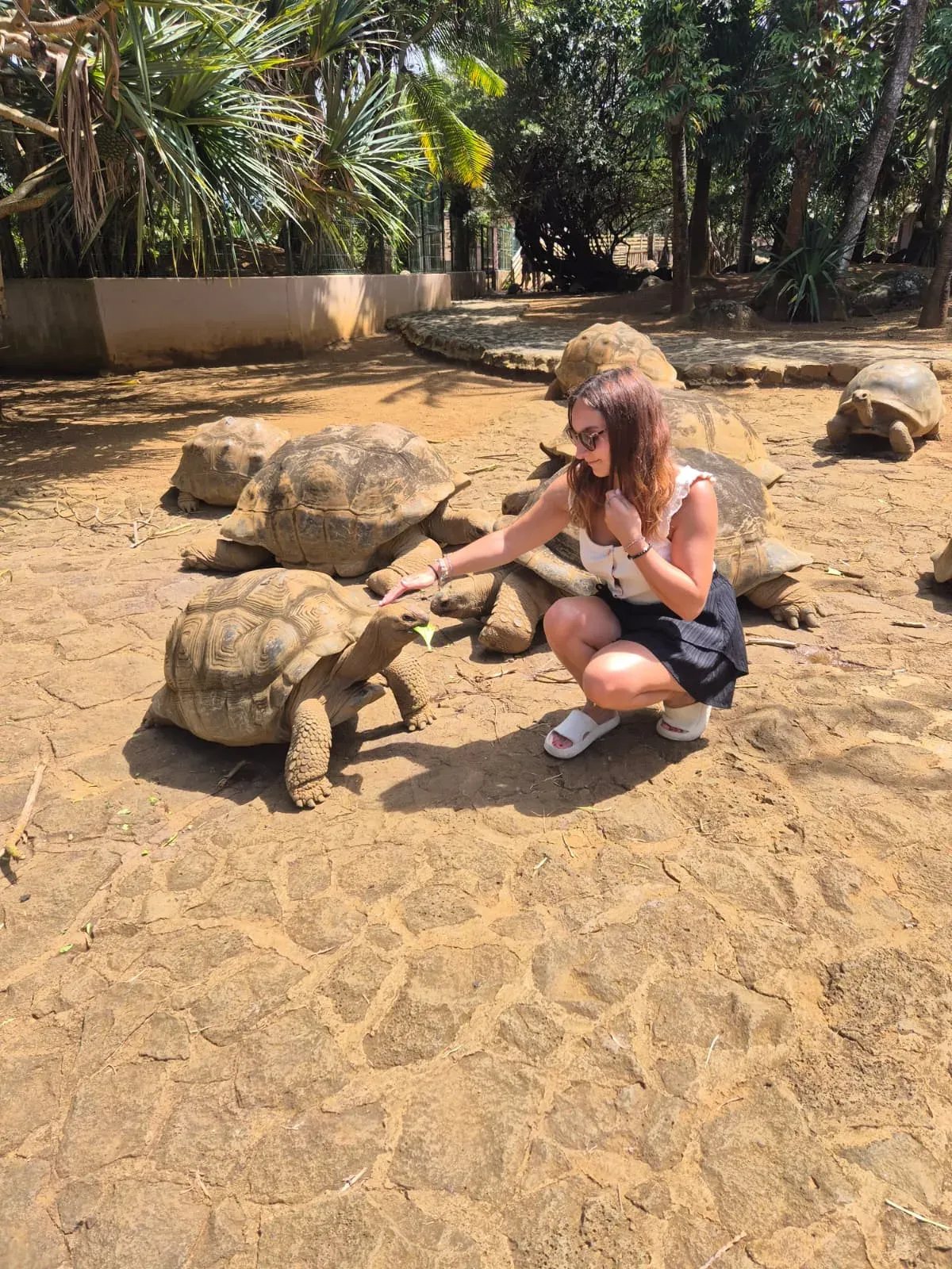 Reisende hockt auf sandigem Boden und streichelt eine Riesenschildkröte, dahinter weitere Schildkröten