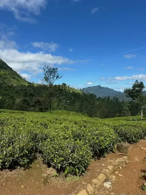 Sattgrüne Teeplantage an einem Hang, dahinter bewaldete Berge unter blauem Himmel